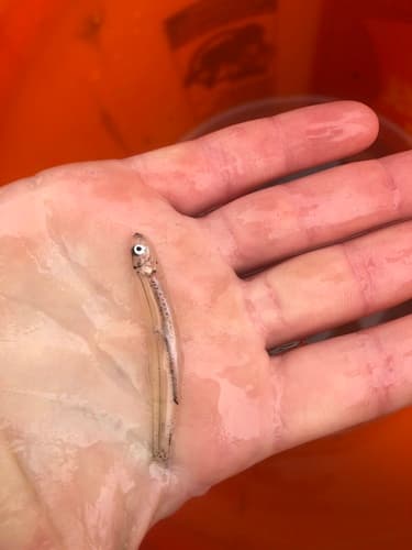 Atlantic Herring