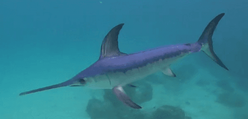 Broadbill Swordfish