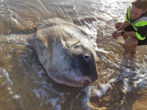 Ocean Sunfish