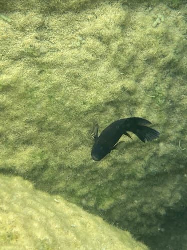 Purple Mbuna