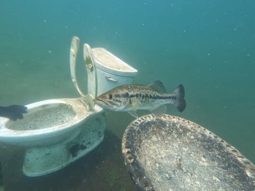 Largemouth Bass