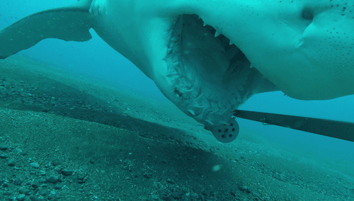 Great White Shark