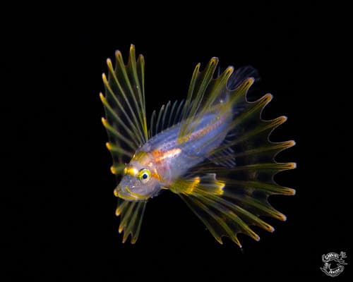 Lionfish