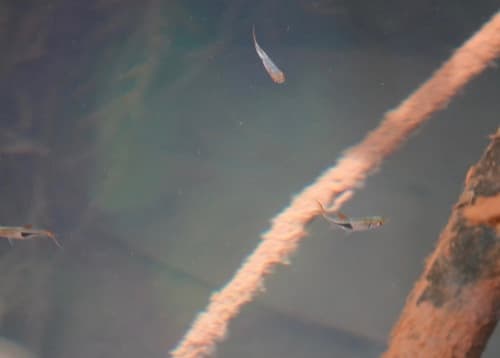 Harlequin Rasbora