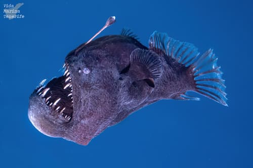 Humpback Blackdevil
