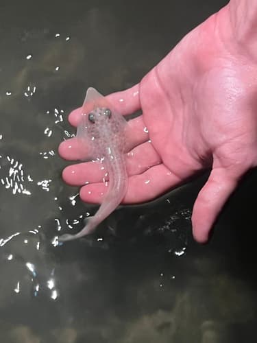 Atlantic Guitarfish