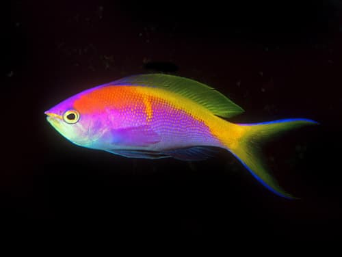 Bartlett's Anthias