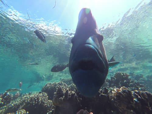 Napoleon Wrasse