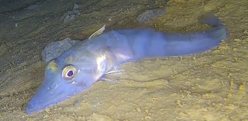 Blackfin Icefish