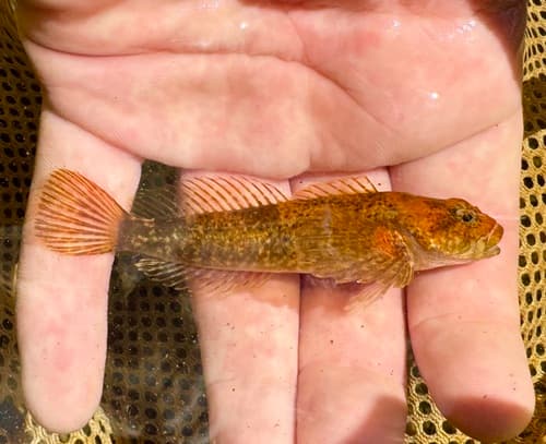 Blue Ridge Sculpin