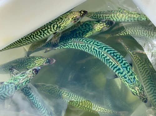 Mackerel (Atlantic)