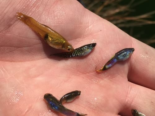 Guppy