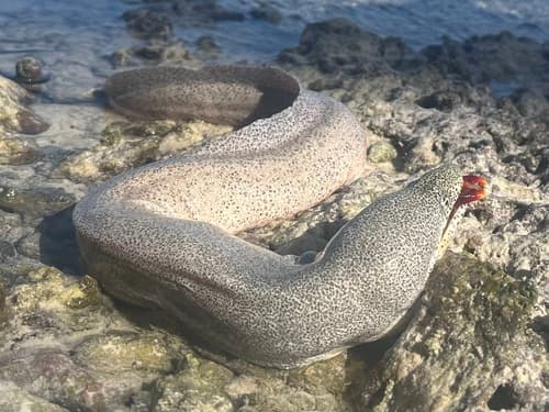 Peppered Moray