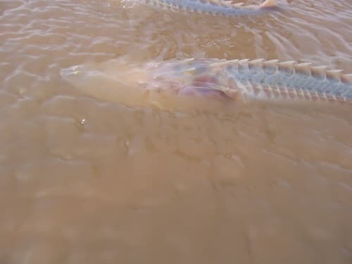 Amu Darya Sturgeon