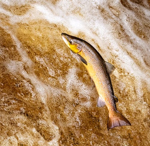 Salmon (Atlantic)