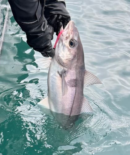 Haddock