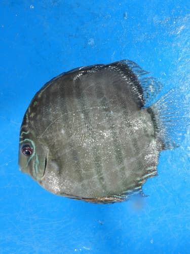 Discus