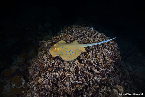 Bluespotted Fantail Ray