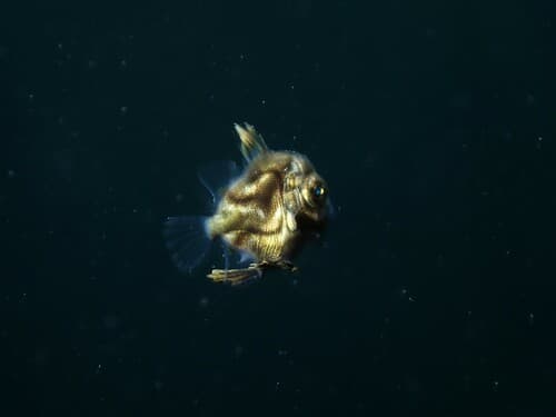 John Dory
