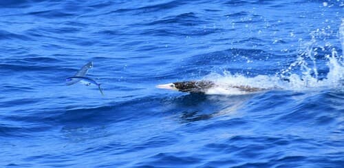 Atlantic Blackwing Flyingfish