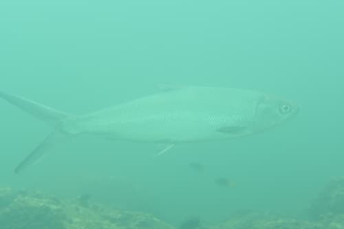 Milkfish