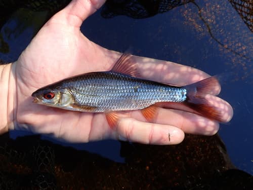 Common Roach