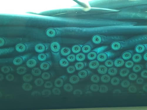 Pacific Lamprey