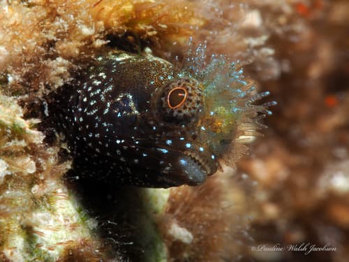 Medusa Blenny
