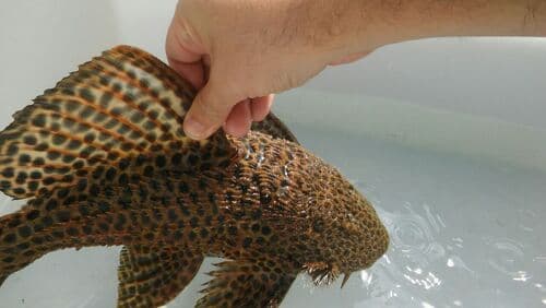 Megalancistrus parananus