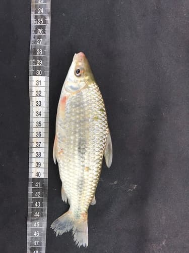 Megaleporinus reinhardti