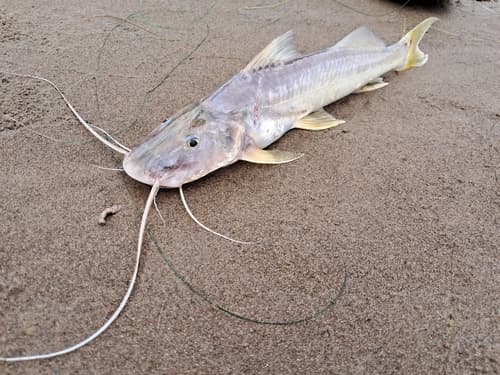 Megalonema platycephalum