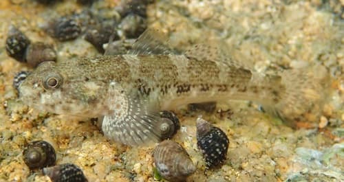 Meggitt's Frillgoby