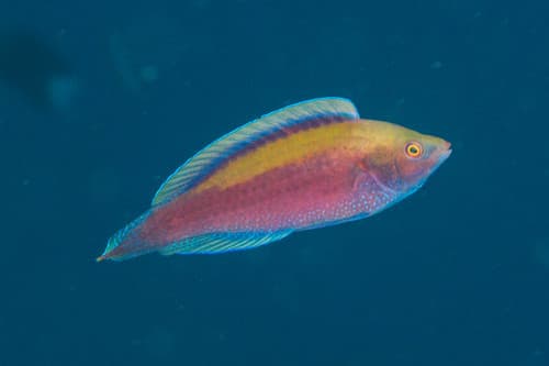 Melanesian Fairy Wrasse
