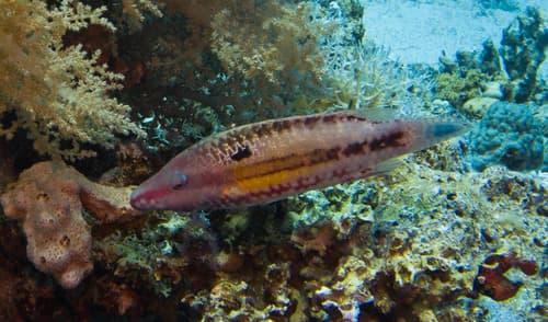 Mental Wrasse