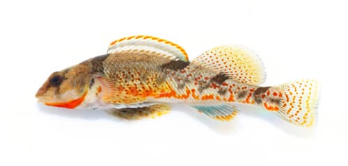 Meramec Saddled Darter