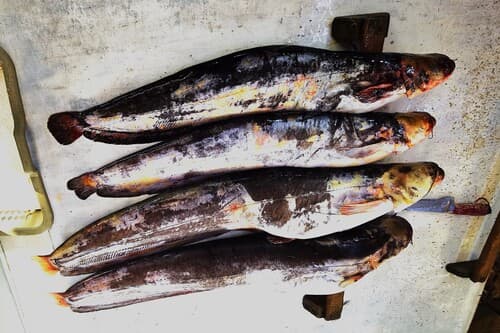 Mesopotamian Catfish