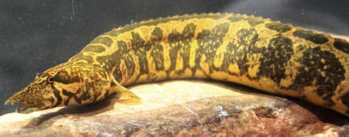 Mesopotamian Spiny Eel