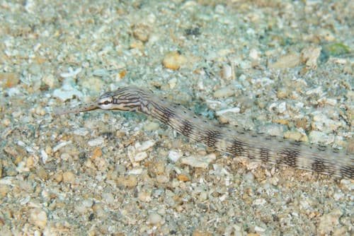 Messmate Pipefish