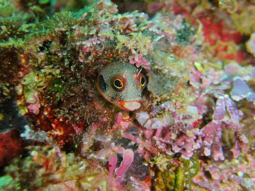 Mexican Barnacle Blenny