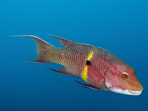 Mexican Hogfish