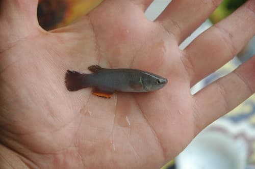 Mexican Rivulus