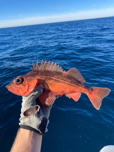 Mexican Rockfish