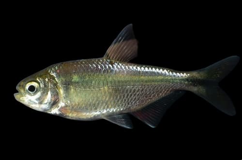 Mexican Tetra