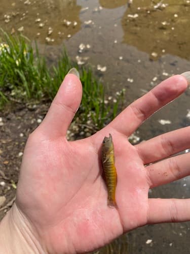 Micropercops cinctus