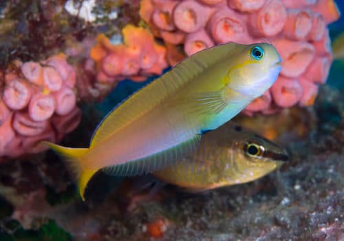 Midas Combtooth Blenny
