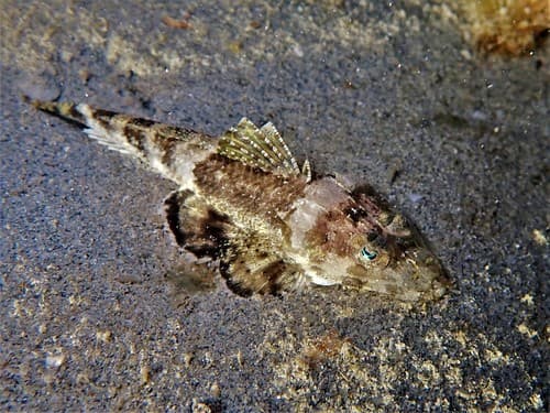 Midget Flathead