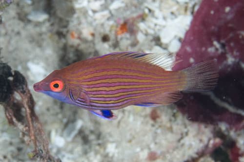 Midget Wrasse