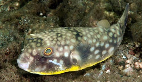 Milkspot Toadfish
