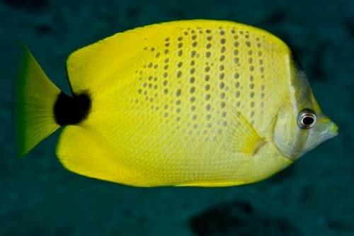 Milletseed Butterflyfish