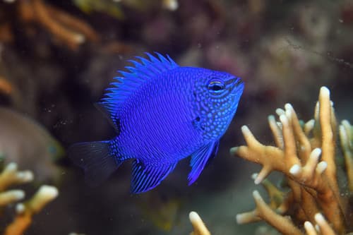 Milne Bay Damselfish